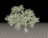 [PC-NA]Tree, Ancient Blooming Ginkgo*1=580Crowns