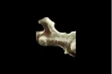 Ancient Bone *20