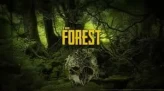 [3in1] / Instant • The Forest • [ONLINE STEAM] • Full access • Warranty • Inactive • 2 Gifts