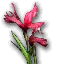 PRE-Searing Red Iris Flowers x50