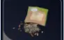  *1 Assorted Seeds (Assorted Seed)
