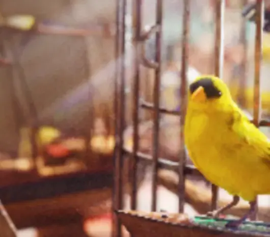 Avian Alarm 2-5 materials
