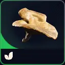 10 mushroom