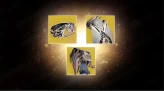 Exotic class item | Destiny 2